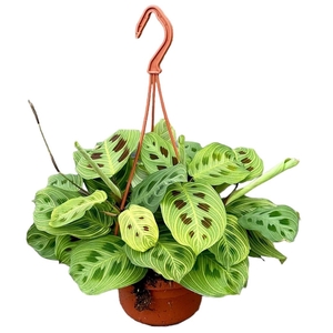 Maranta