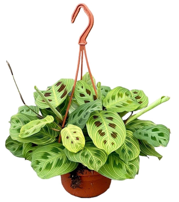 <h4>Maranta</h4>