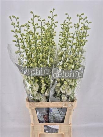 <h4>Delph Du Dewi Siberia</h4>