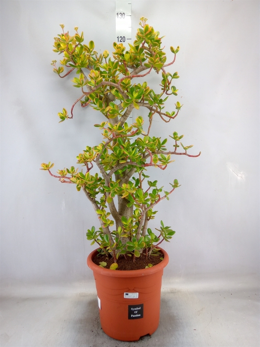 <h4>Crassula ovata 'Sunset'</h4>