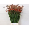 Crocosmia Klbl Red King