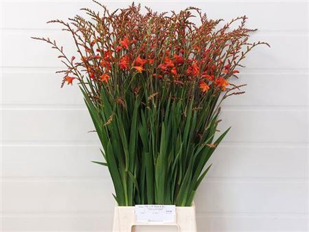 <h4>CROCOS RED KING</h4>
