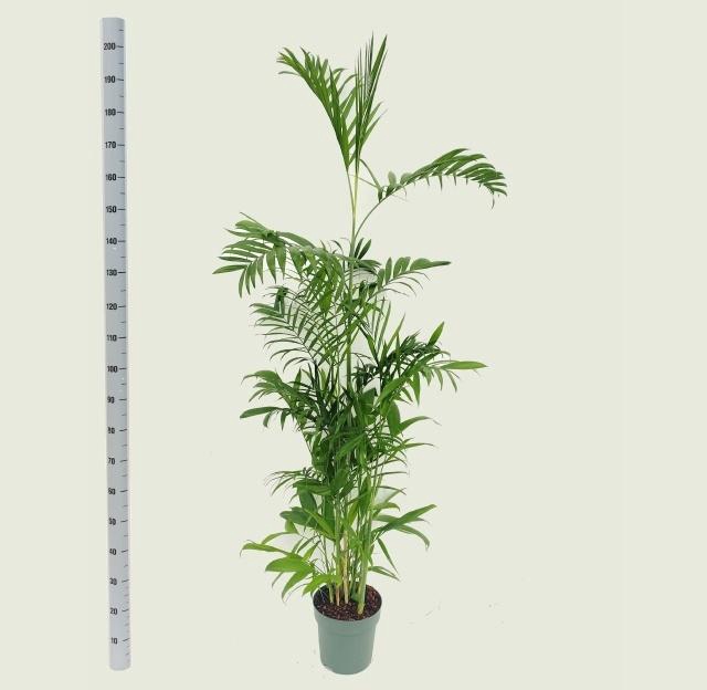 <h4>CHAMAED SEIFRIZII</h4>