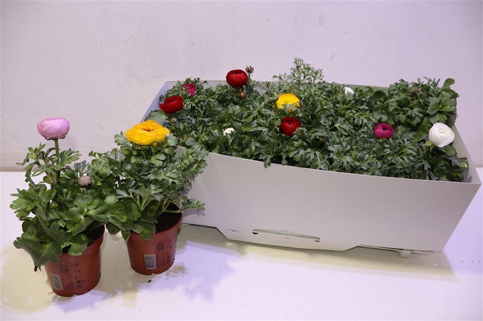 <h4>arr8 Ranun Sprink Gem</h4>