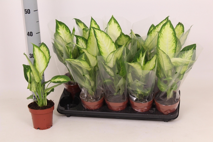 <h4>DIEFF CAMILLA</h4>