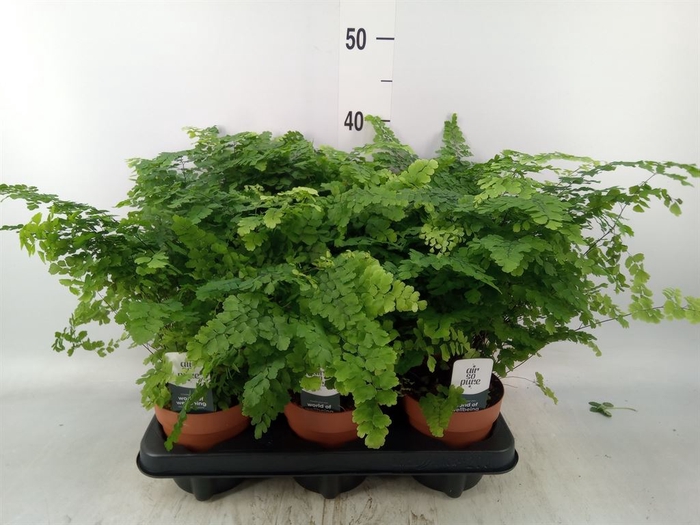 <h4>Adiantum raddi. 'Fritz-Luthi'</h4>