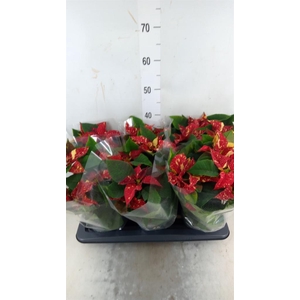 Euphorbia pulc. 'Superba New Glitt'