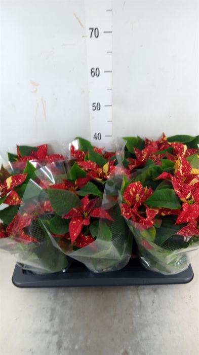 <h4>Euphorbia pulc. 'Superba New Glitt'</h4>