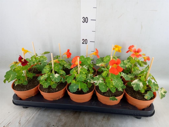 <h4>Tropaeolum majus</h4>