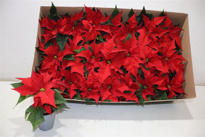 <h4>Euphor P Mira Red</h4>