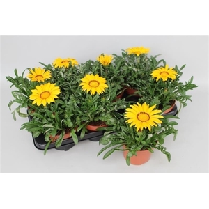 Gazania Big Kiss Yellow