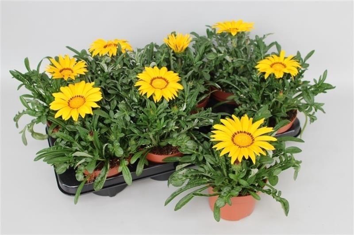 <h4>Gazania Big Kiss Yellow</h4>