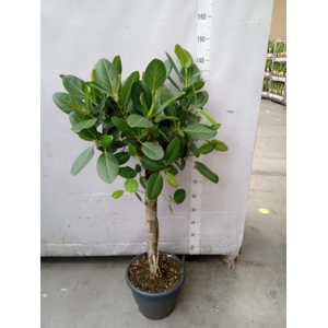 Ficus benghalensis 'Audrey'