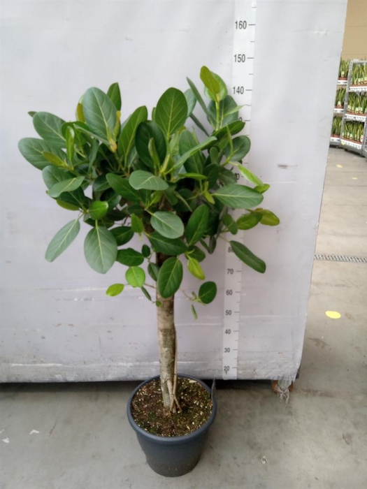 <h4>Ficus benghalensis 'Audrey'</h4>