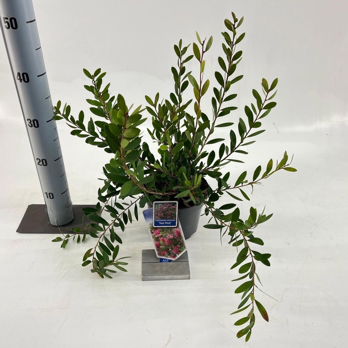 Callistemon citrinus Splen