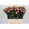 Paeonia Nick Shaylor