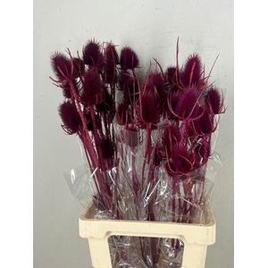 Df Dipsacus Bordeaux Bs 130g