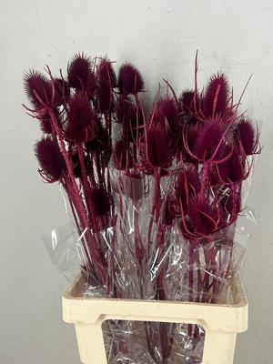 Df Dipsacus Bordeaux Bs 130g