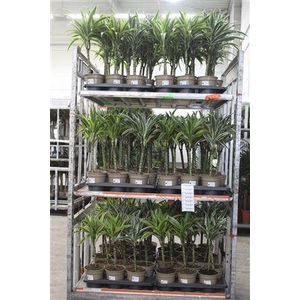 Dra De Ov Gem 30cm 2+