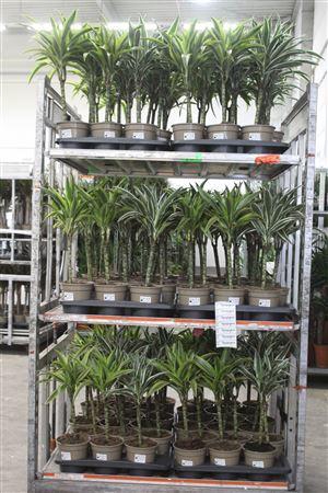 <h4>Dra De Ov Gem 30cm 2+</h4>