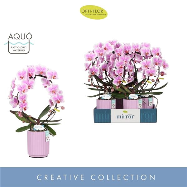 <h4>Mirror Miracle Jasmine 2 spike in Molise Lilac Aquo</h4>