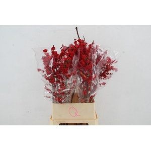 ILEX QUASIMODO 100CM