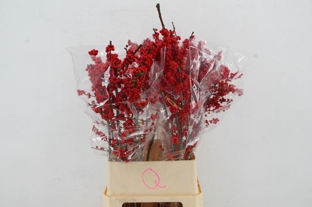 <h4>ILEX QUASIMODO 100CM</h4>