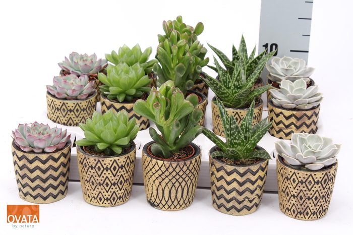 <h4>SUCC GEM 5 SRT</h4>