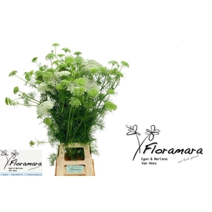 AMMI VIS CASABLANCA