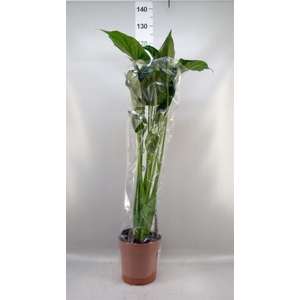Alocasia cucullata