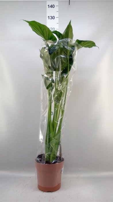 <h4>Alocasia cucullata</h4>