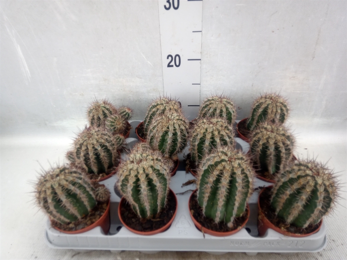 <h4>Cactus   ...</h4>