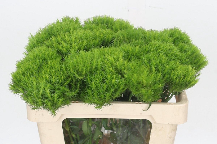 <h4>Dianthus Br Kiwi Mellow</h4>