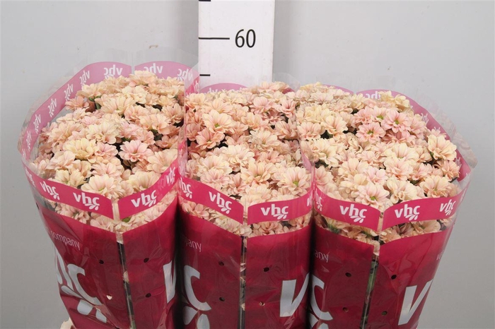 <h4>Chr S Babette</h4>