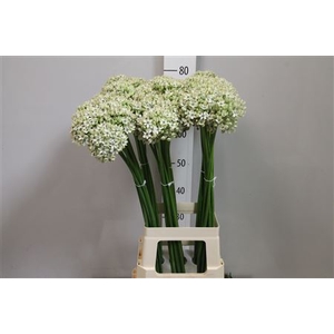 Allium Nigrum