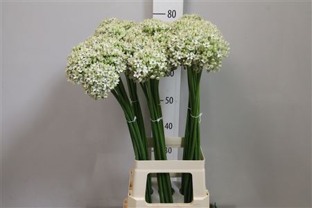 <h4>Allium Nigrum</h4>