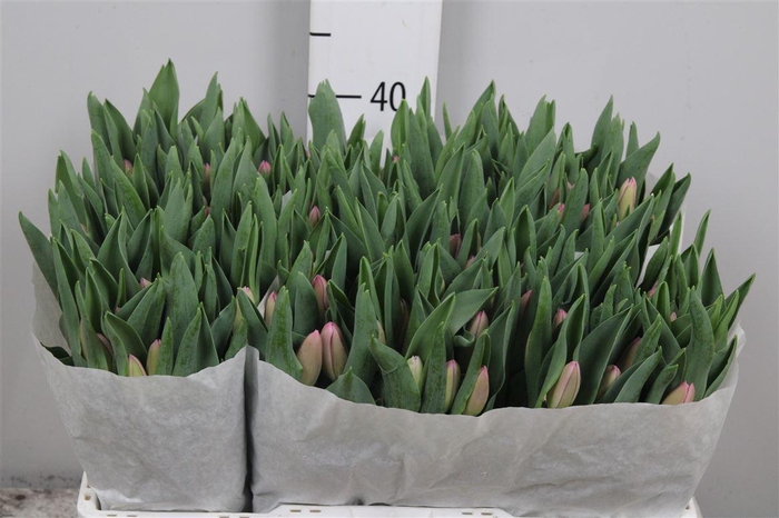 <h4>Tu En Molto Amata</h4>