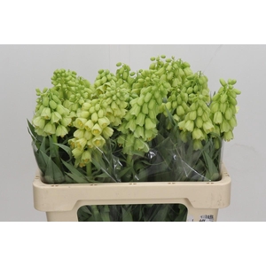 Fritillaria Persica Ivory Bells