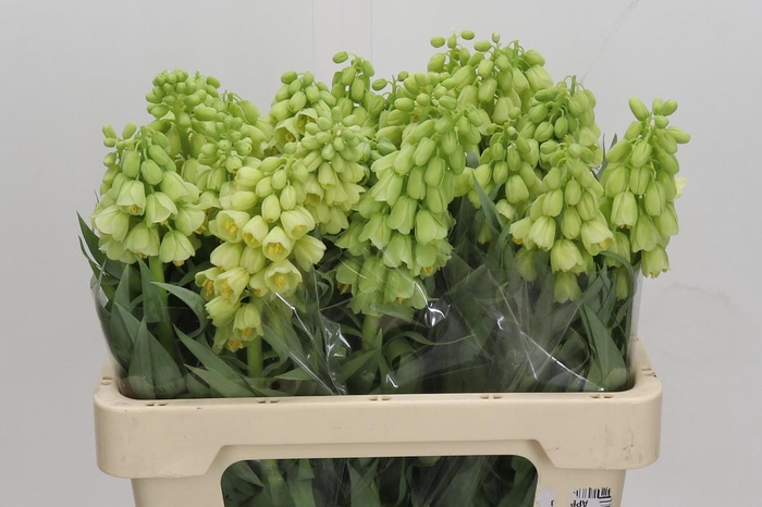 <h4>Fritillaria Persica Ivory Bells</h4>