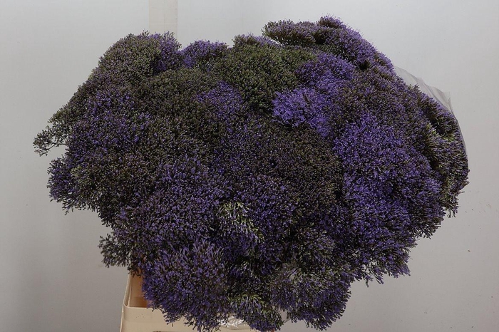 <h4>Trach Blue Shine</h4>