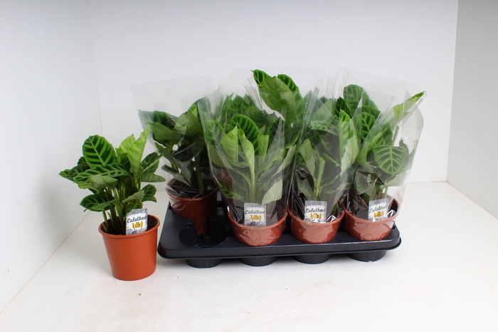 <h4>CALAT ZEBRINA</h4>