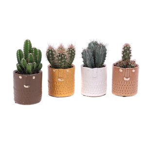 Cactus mix 5,5 cm in Zamora sierpot