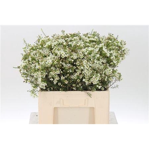 Chamelauc White Crystal Pearl