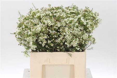 <h4>Chamelauc White Crystal Pearl</h4>