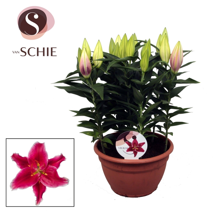 <h4>Oriental Pink 9pp</h4>