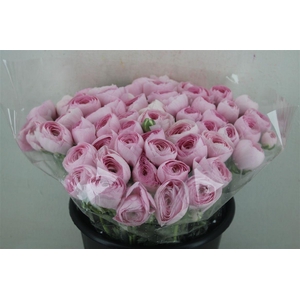 Ran Cloni Ex Lady Hanoi Pink