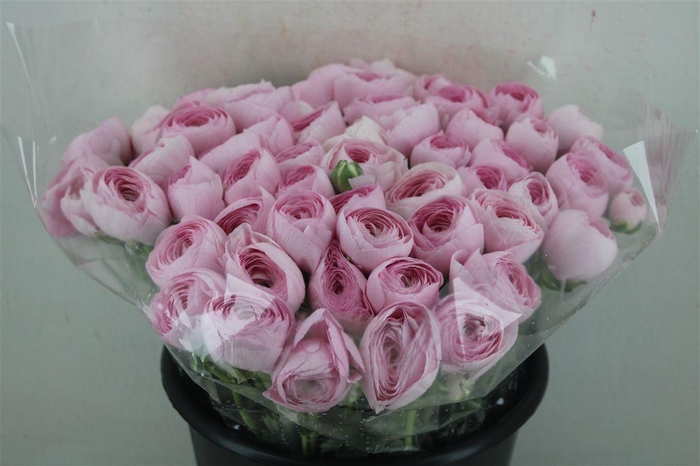 <h4>Ran Cloni Ex Lady Hanoi Pink</h4>