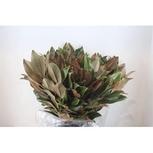 Magnolia Leaves P Bunch