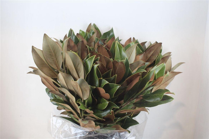 <h4>Magnolia Leaves P Bunch</h4>