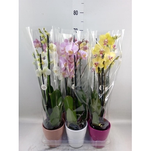 Phalaenopsis   ...mix